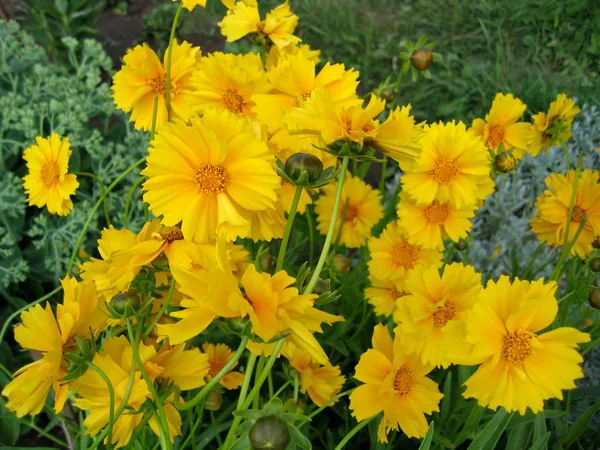 Krásné žluté květy — Stock fotografie