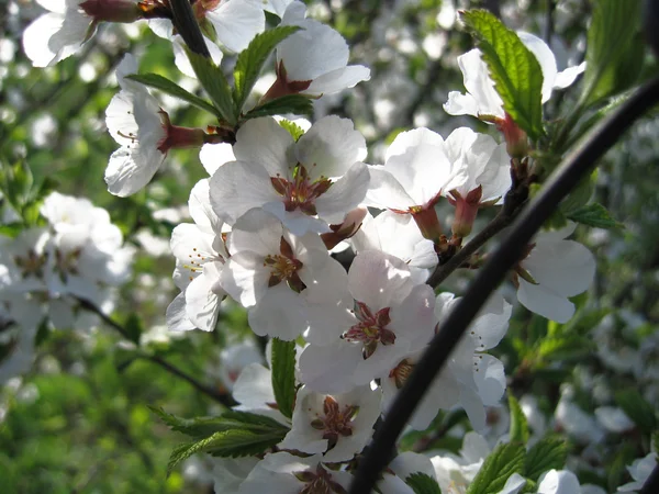 Güzel çiçekler ile yeni gelişen ağaç — Stok fotoğraf