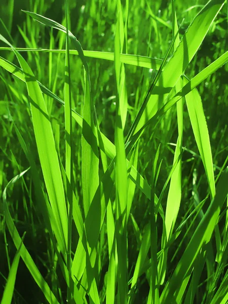 Zöld fű — Stock Fotó