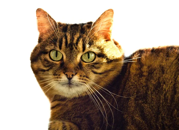 Πορτρέτο του πράσινο ανοιχτομάτης γάτα — Φωτογραφία Αρχείου