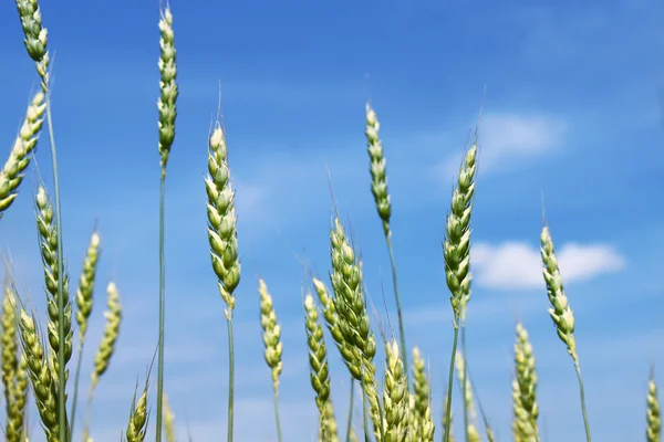 Hojas de trigo verde — Foto de Stock