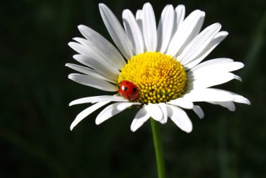 papatya çiçeği ile uğur böceği