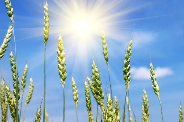Green wheat ears and sun — Stock Photo, Image