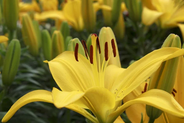 Красивая жёлтая лилия — стоковое фото