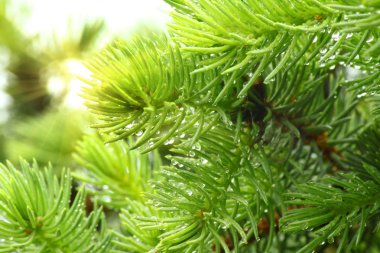 Pine branch with raindrops and sun clipart