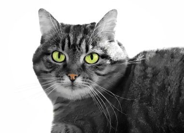 Green-eyed cat clipart