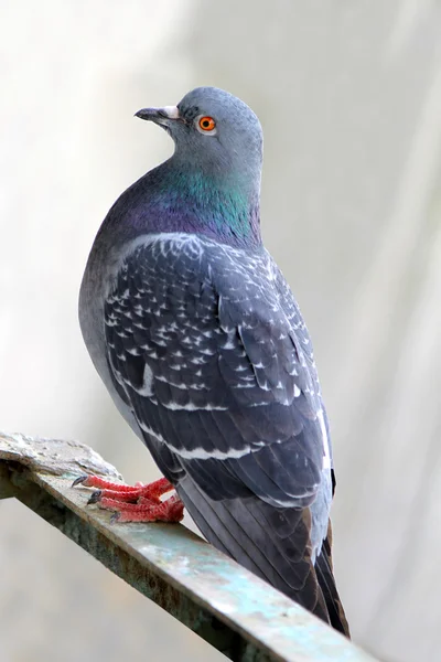 stock image One grey pigeon