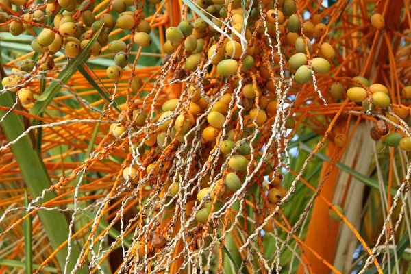 棕榈树与水果 — 图库照片