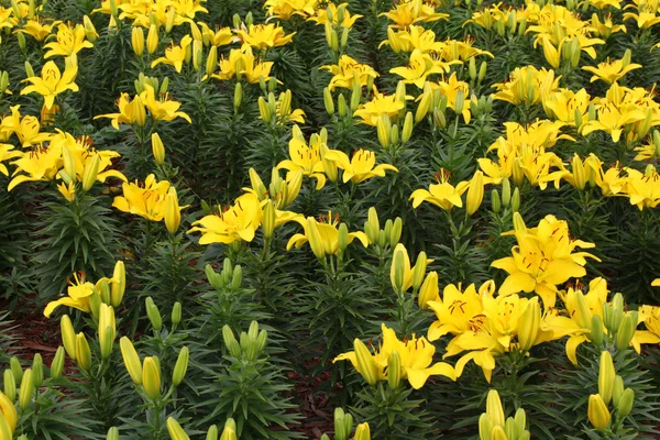 Vacker gul lilja — Stockfoto