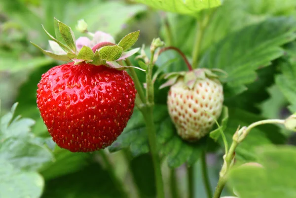 stock image Strawberry