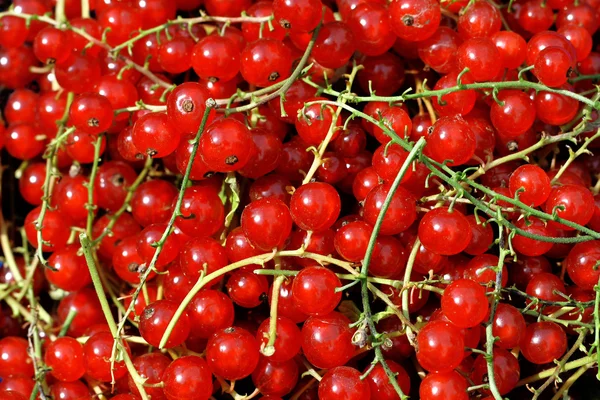Красносмородиновые ягоды — стоковое фото