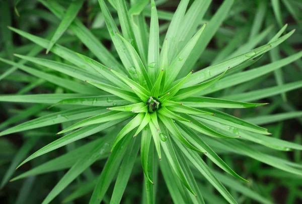 Φόντο πράσινο φυτό — Φωτογραφία Αρχείου