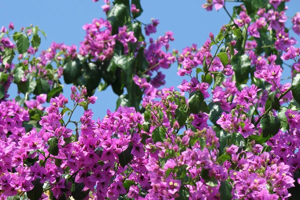 Красиві Бугенвіля квіти — стокове фото