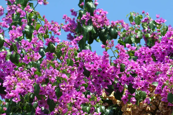 Vackra bougainvillea blommor — Stockfoto