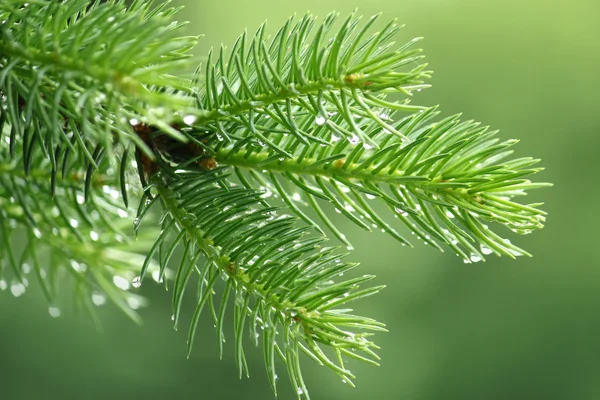 Pine branch with raindrops — Stock Photo, Image