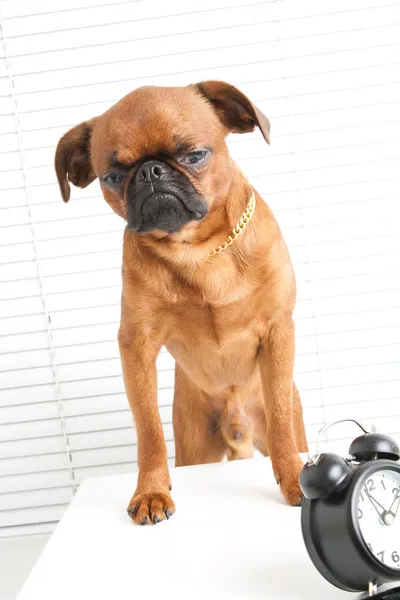 stock image Angry dog