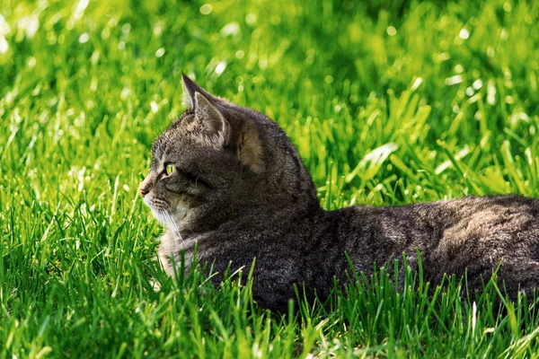 stock image Cat lying on grass