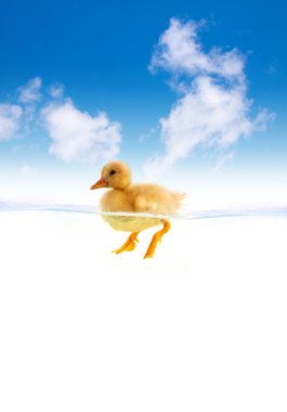 The yellow duckling swimming clipart