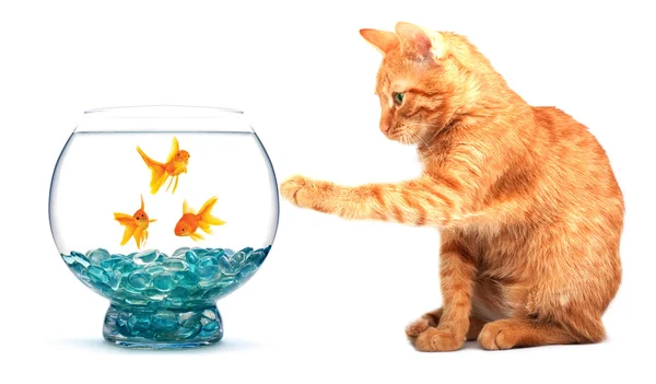 금붕어와 고양이 — 스톡 사진