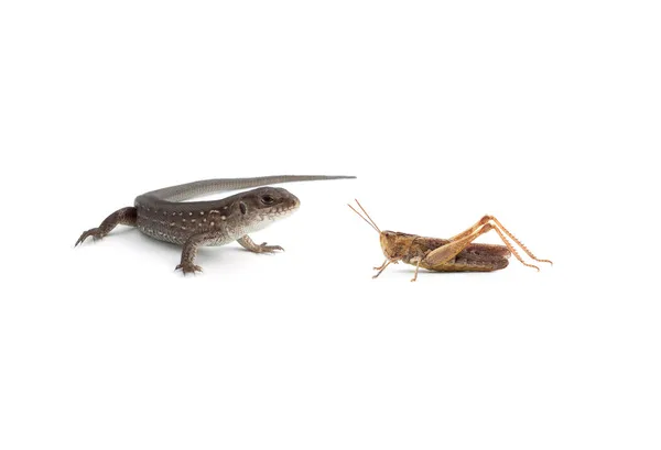 Two lizards and a grasshopper — Stock Photo, Image
