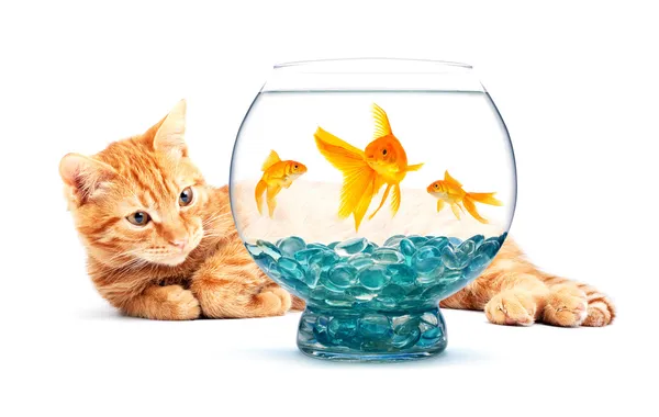 Akvaryum balığı ve kedi — Stok fotoğraf