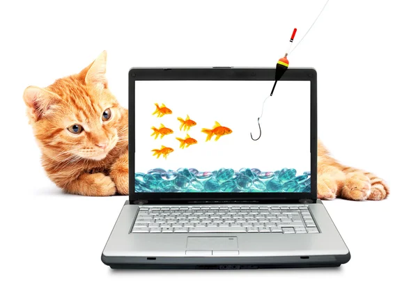Złota rybka, kot, laptop — Zdjęcie stockowe