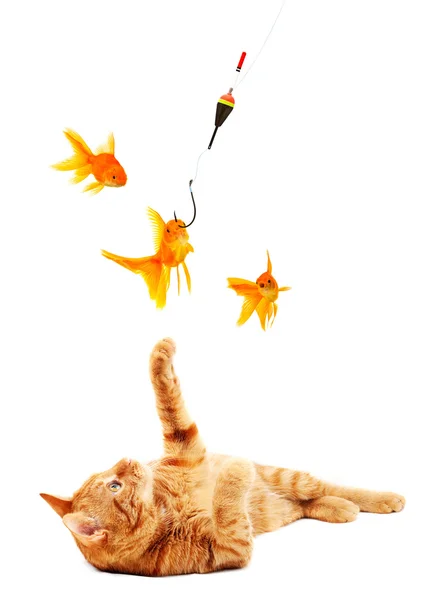 Złotych rybek i kot — Zdjęcie stockowe