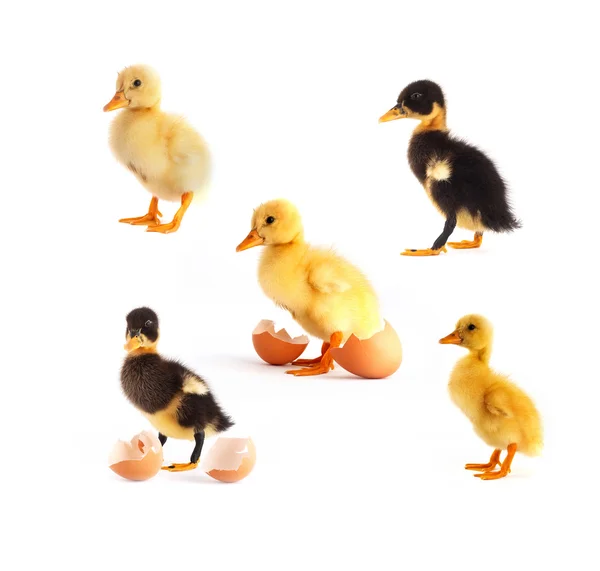 Petits canards jaunes et noirs aux œufs — Photo
