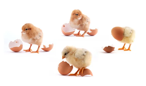 Žluté malé chickes s vejcem — Stock fotografie