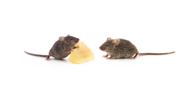 Kleine muis — Stockfoto