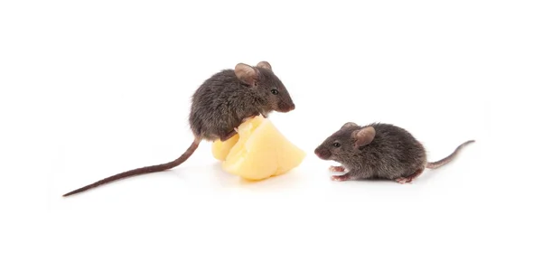 Șoarece și brânză — Fotografie, imagine de stoc