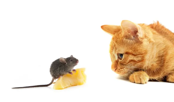 Ποντίκι και η γάτα — Φωτογραφία Αρχείου