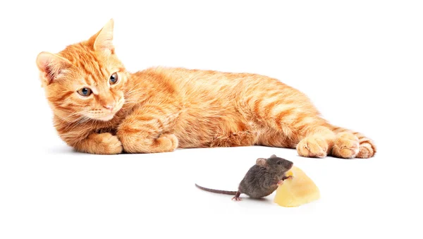 Kedi ve fare — Stok fotoğraf