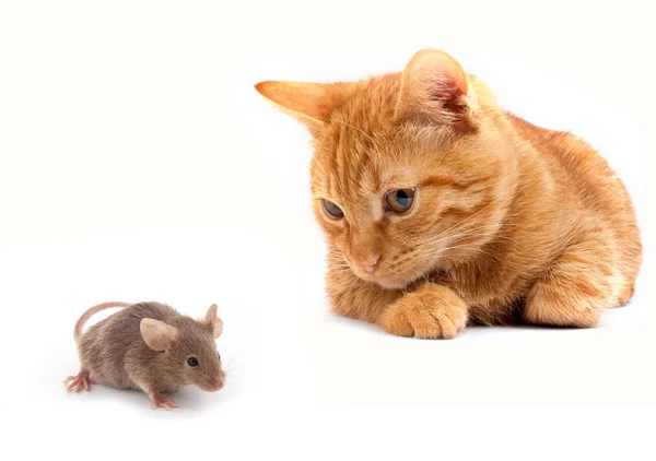 Mysz i kot — Zdjęcie stockowe