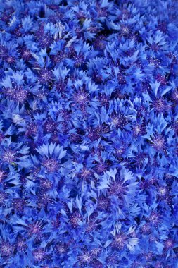 Beautiful spring flowers blue cornflower on background clipart