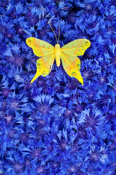Cornflower azul da mola com borboleta amarela — Fotografia de Stock