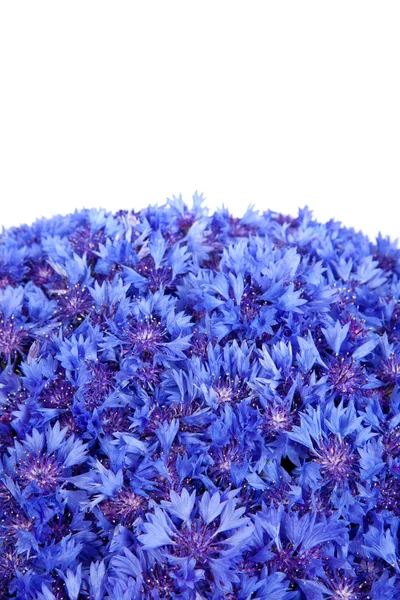 Vackra vårblommor blå blåklint på bakgrund — Stockfoto