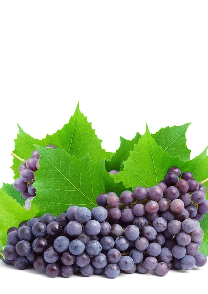 Куча свежего винограда — стоковое фото