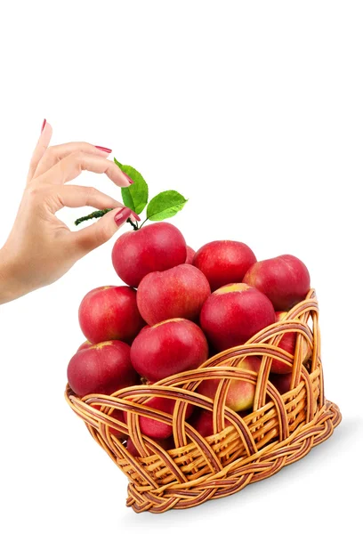 Basket of apples — Stock Photo, Image