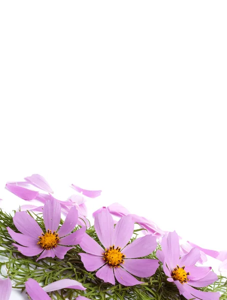 Kwiaty z płatkami — Zdjęcie stockowe