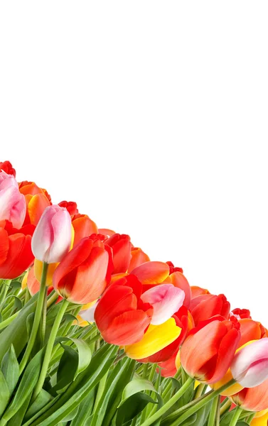 Bunch of tulips — Stock Photo, Image