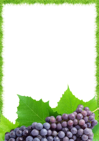 巨峰葡萄 — 图库照片