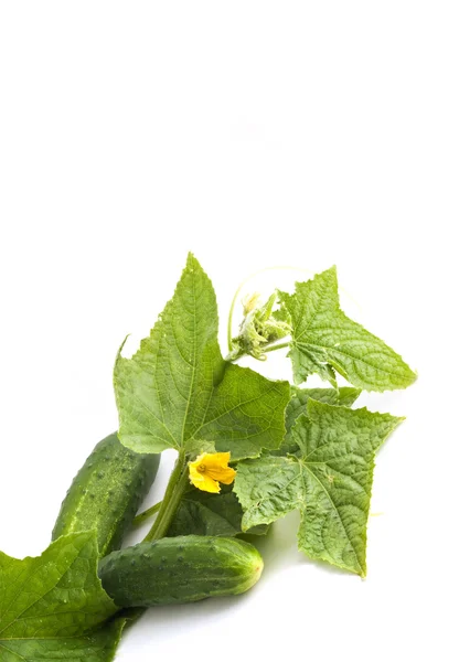 I fiori bianchi di cetriolo — Foto Stock