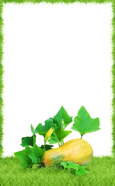 Zucca gialla — Foto Stock