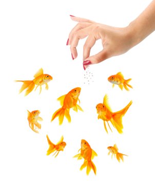 Woman feeding goldfishes clipart