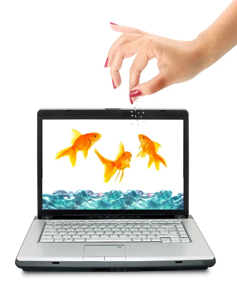 Goldfishes zijn in een laptop. visserij, — Stockfoto