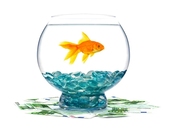 Goldfish and money in aquarium — Stock Photo, Image