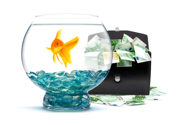 Guldfisk med pengar — Stockfoto