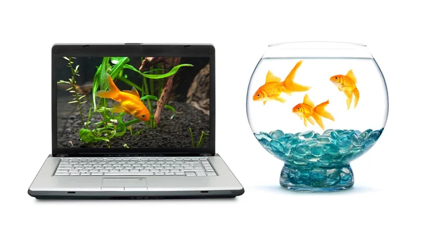 Goldfishes en laptop — Stockfoto