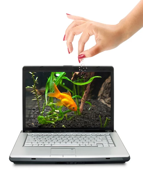 Goldfish em um laptop — Fotografia de Stock
